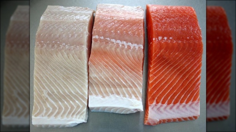 Ivory king salmon next to other salmon fillets