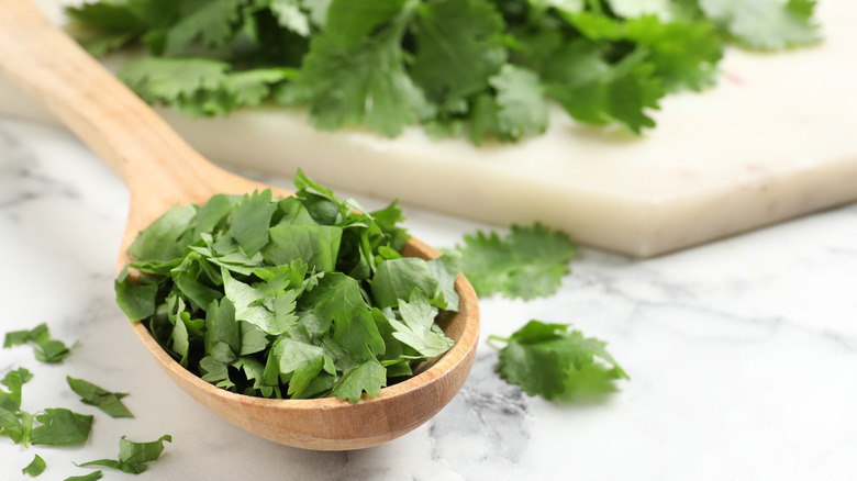 spoonful of cilantro leaves