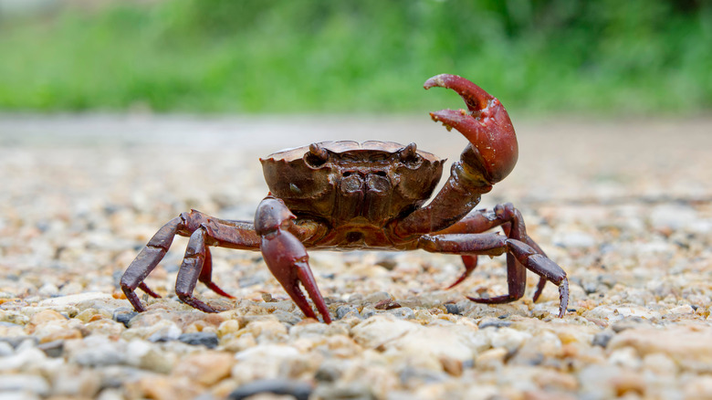 Mountain crab in northern Thailand