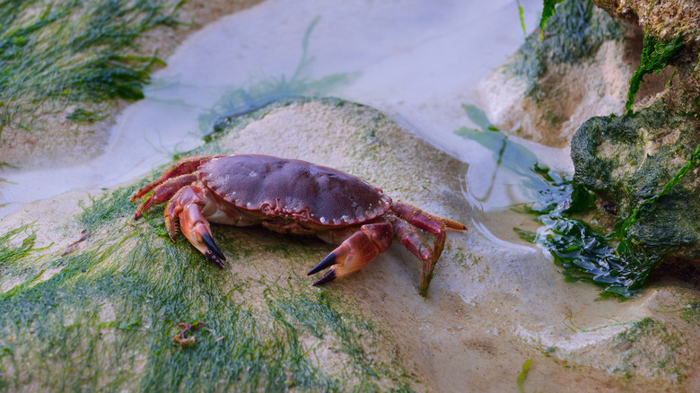 Edible crab on sand covered with algi