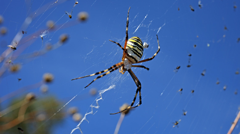 Argiope spider against a blue sky 