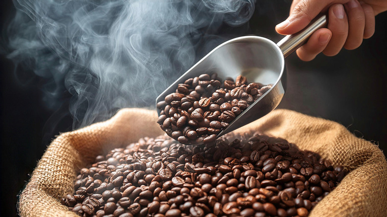 Dark coffee beans in a metal scoop