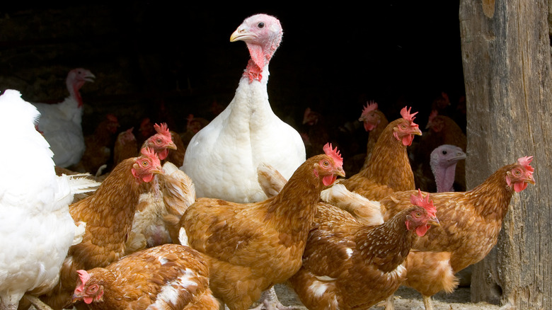 Turkeys and chickens in a barn together