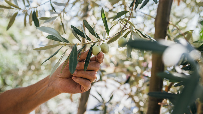 Hand picking olive from tree