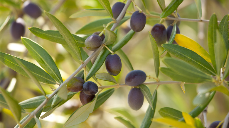 Black olives on branches
