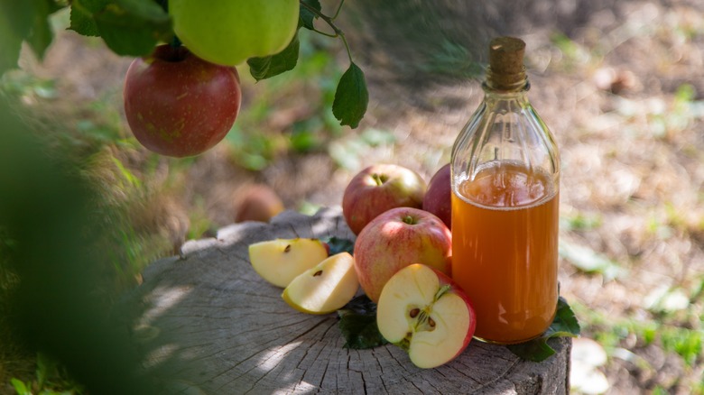 fresh apple cider in an orchard