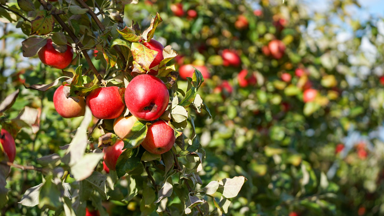 Honeycrisp orchard