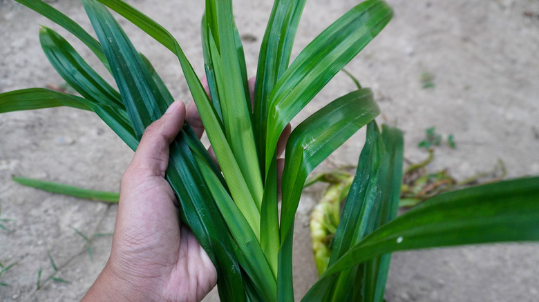 A hand holding pandan leaves