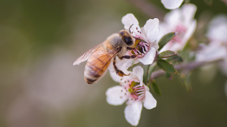 A honeybee getting pollen from a manuka tree flower