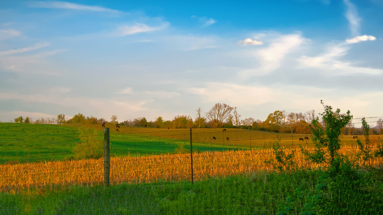 Corn field in Richmond, Kentucky