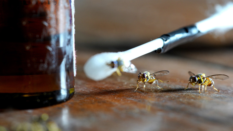 fruit flies lured to trap