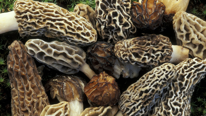 Pile of morels