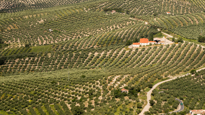 A large orchard of olive trees in Spain