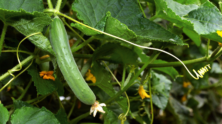 A cucumber growing and blossoming on a vine