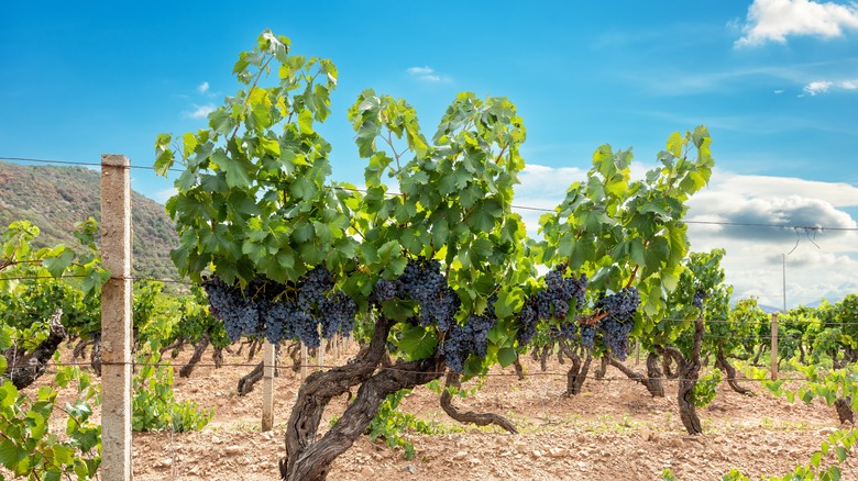 Grapevines growing Cannonau