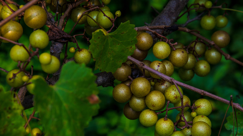 Scuppernong on the vine