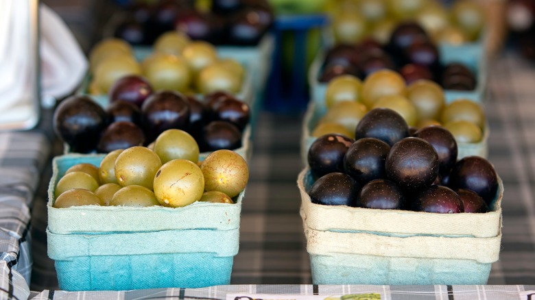 Scuppernong and muscadine on display