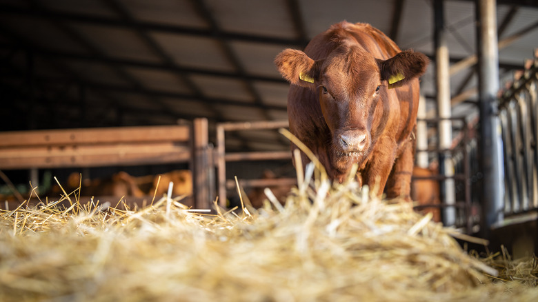 Standing cow with hay