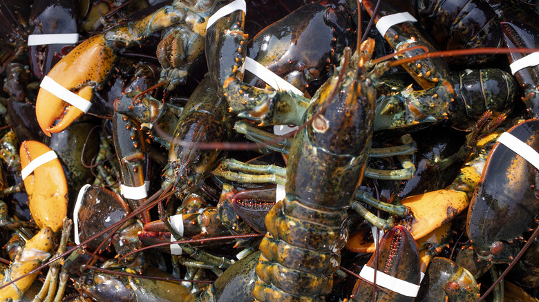 Pile of freshly caught lobsters