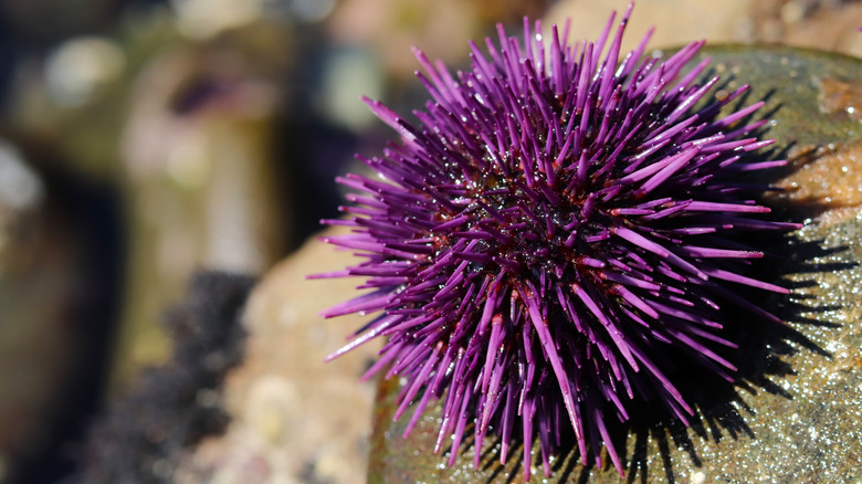 purple sea urchin on rock
