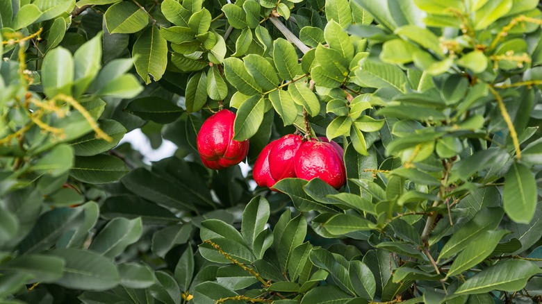Ackee Fruit Tree