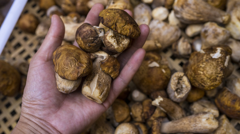 Hand full of Matsutake mushrooms