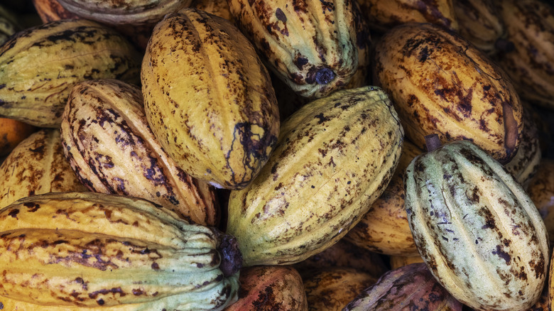 Pile of cacao fruit