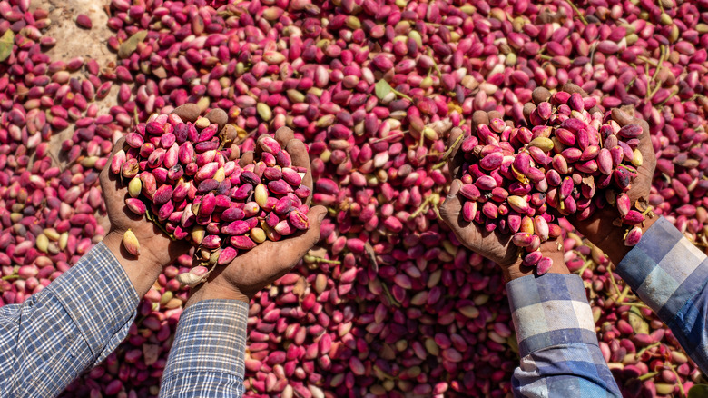 Handfuls of red pistachios