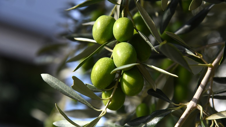 Green olives on tree