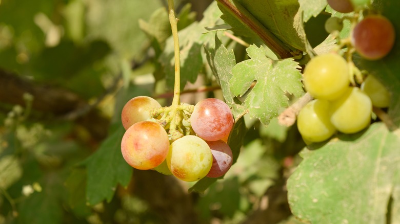 A cluster of grapes hangs on a vine