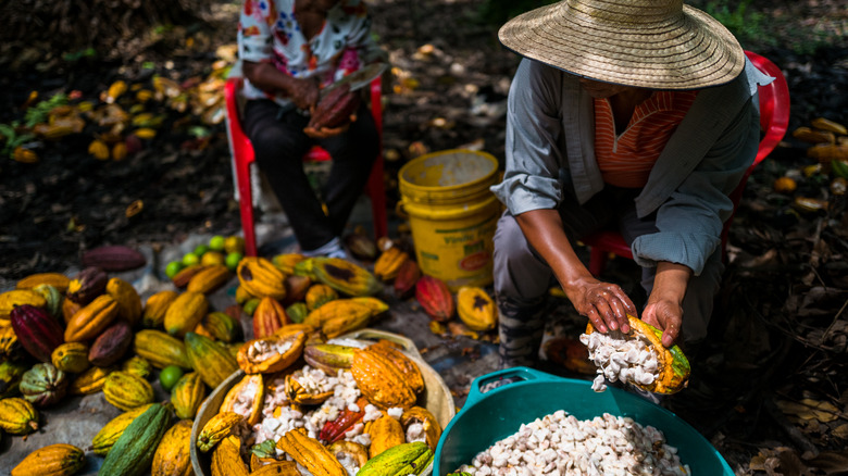 A Colombian worker harvests cacao