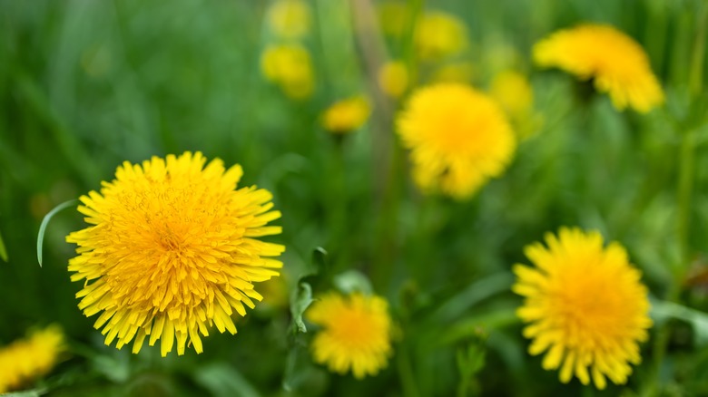 Dandelions in field