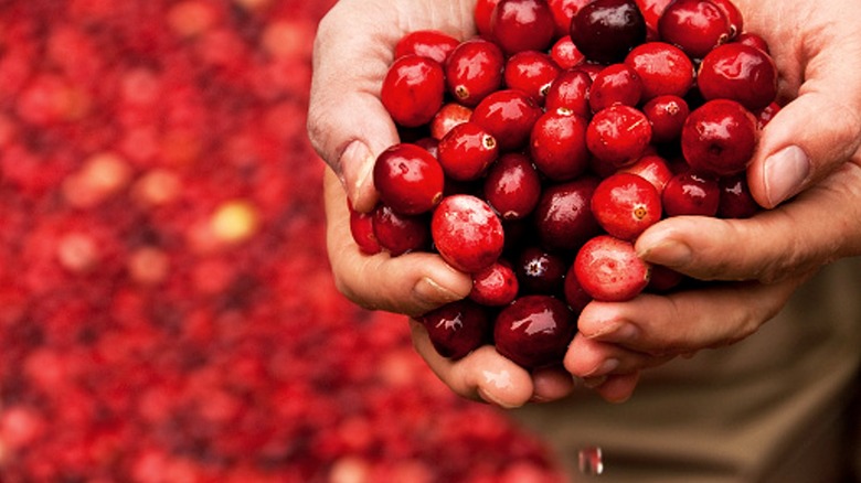 Hands holding cranberries