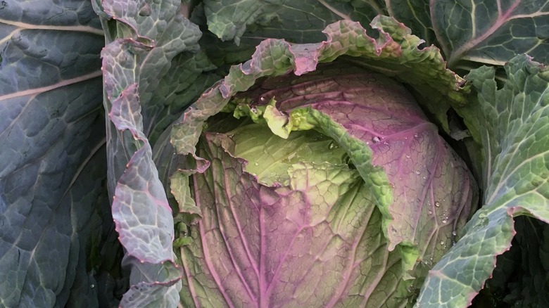 Head of January King cabbage