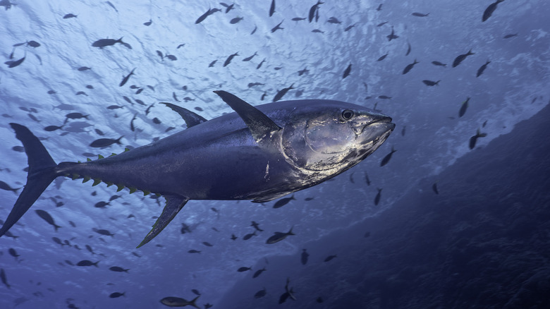 Tuna swimming underwater