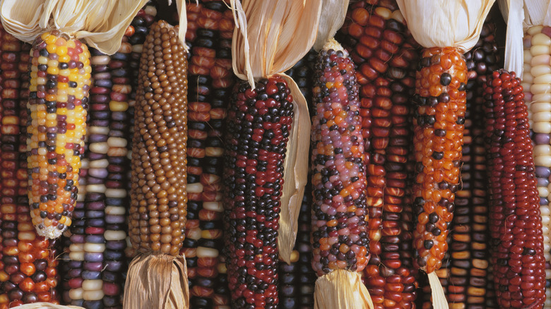 Row of multicolored corn on the cob