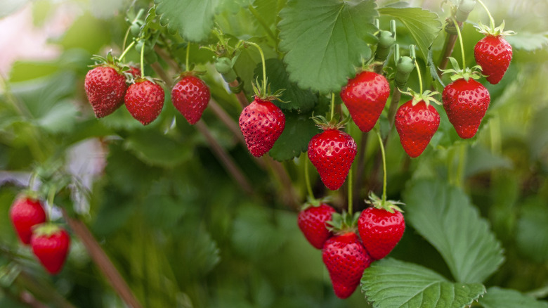 Strawberries growing