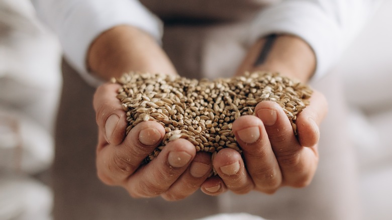 Hands holding barley grain 