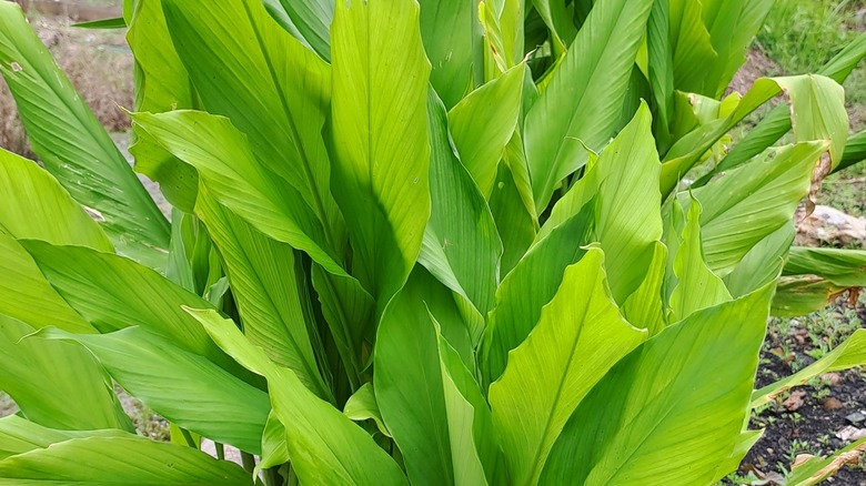 turmeric plant growing outside