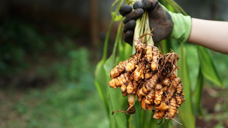 turmeric roots held by farmer