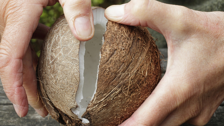 Two hands opening a cracked coconut