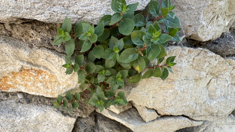 oregano growing wild on rock