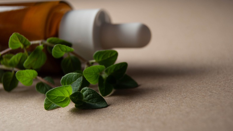 oregano leaves and essential oil