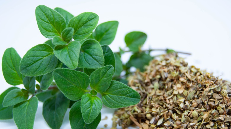 fresh and dried oregano