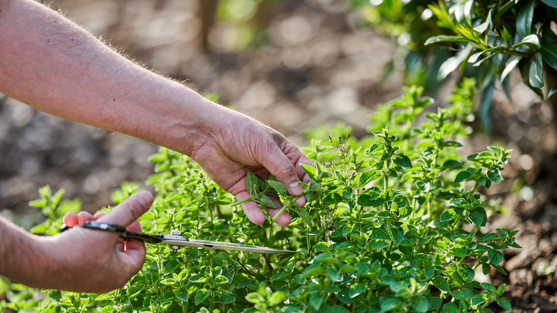 hands cutting oregano bush