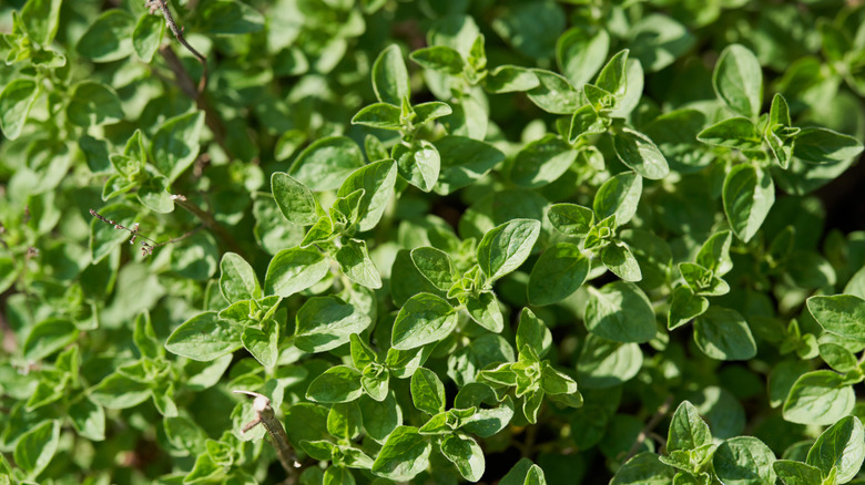 closeup of oregano plant