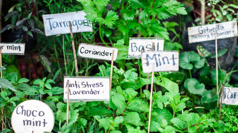 herb garden with cheerful signs