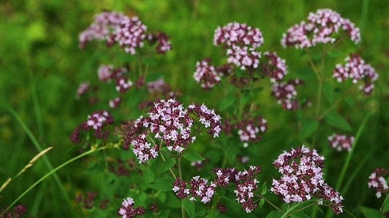 oregano flowers and leaves