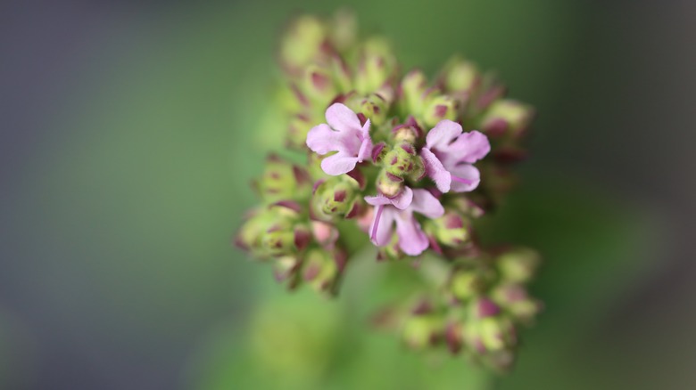 pink oregano flowers