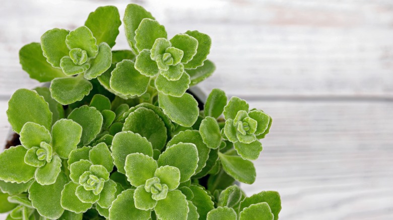 Cuban oregano in a pot